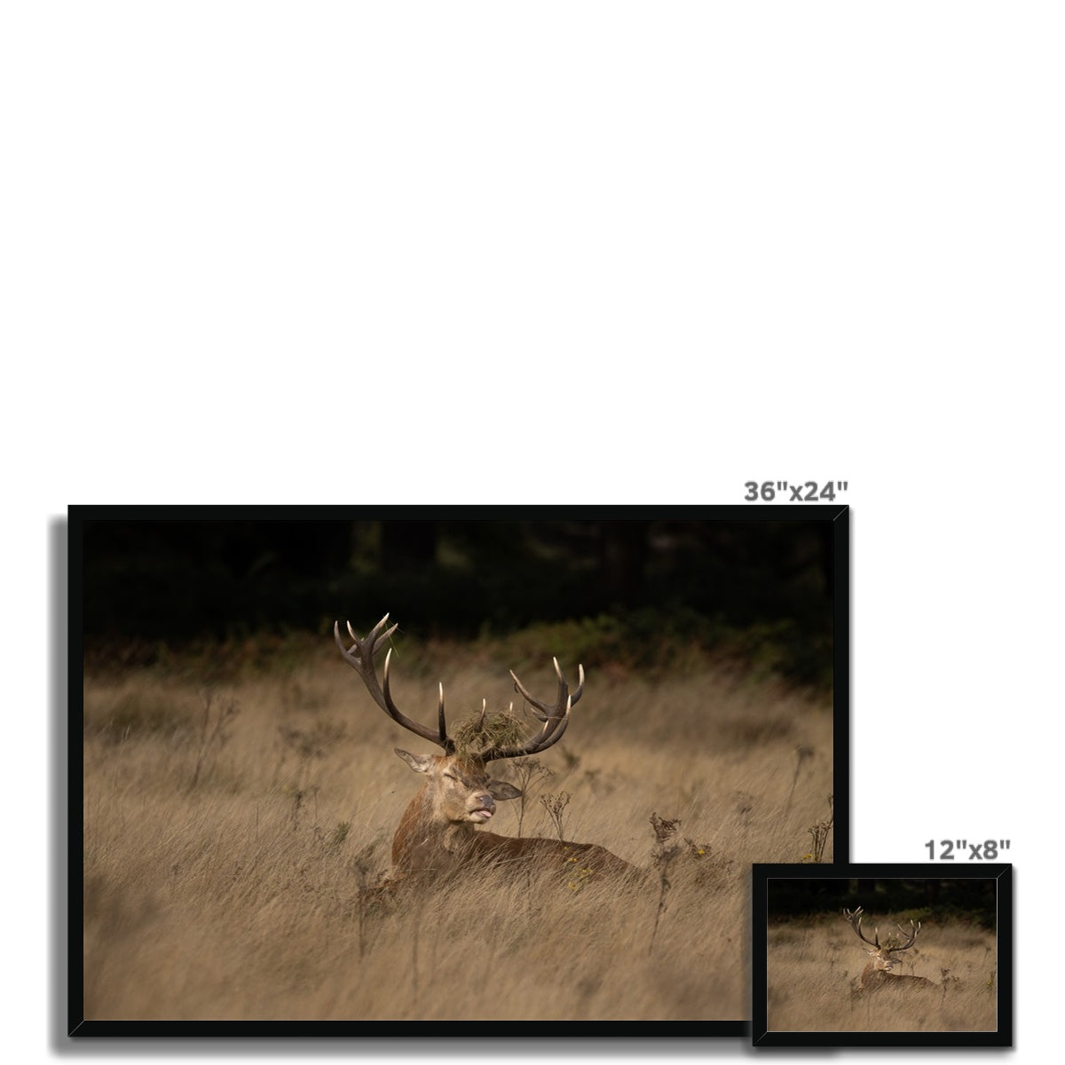 Deer Tongue Landscape Framed Print