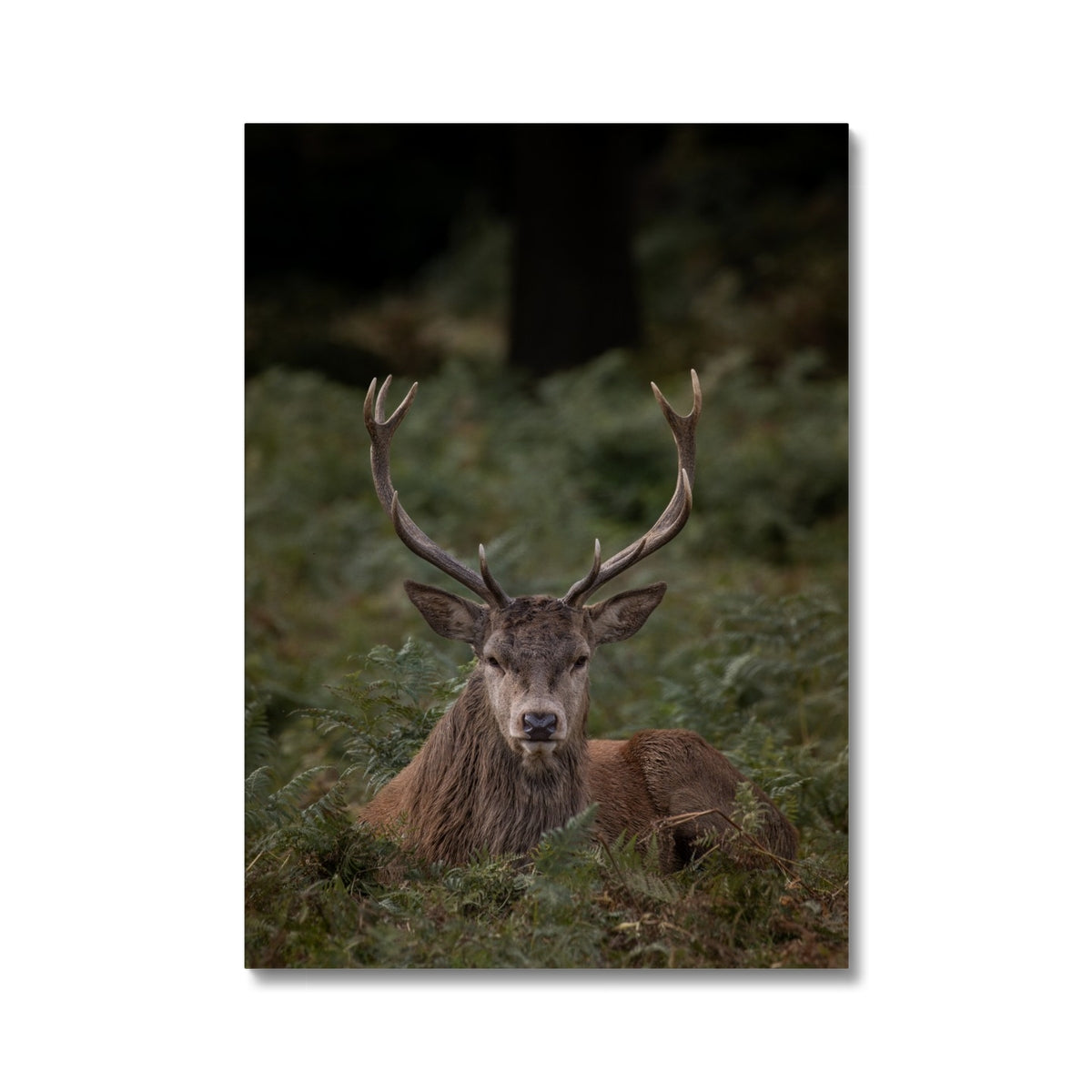 Deer Stag Watching Canvas