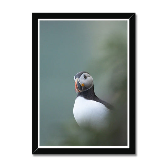 Puffin Framed Print