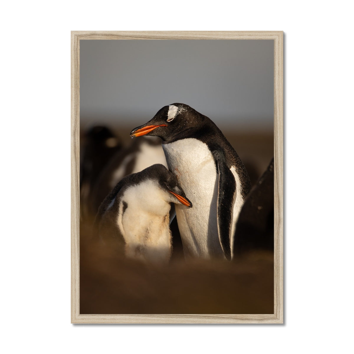 Cuddles in the colony Framed Print