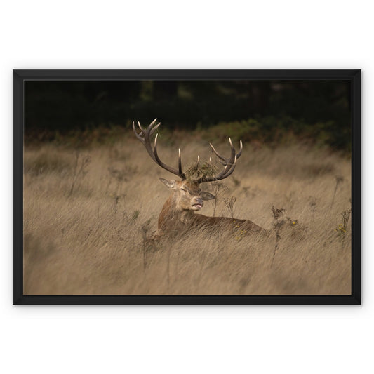 Deer Tongue Landscape Framed Canvas