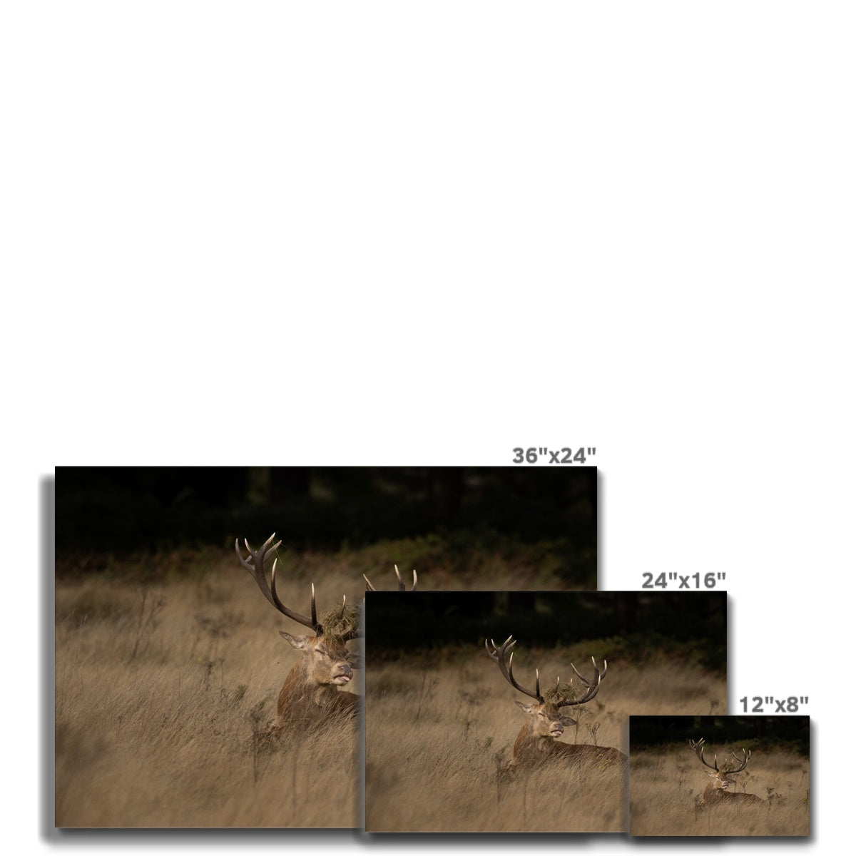 Deer Tongue Landscape Canvas