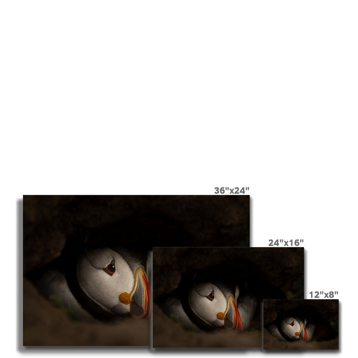 Puffin in nest Canvas