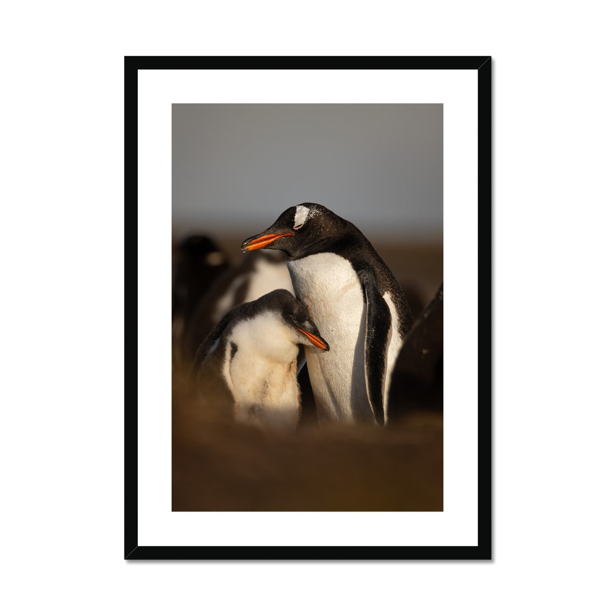 Cuddles in the colony Framed & Mounted Print