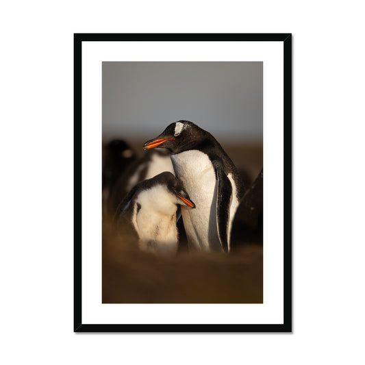 Cuddles in the colony Framed & Mounted Print