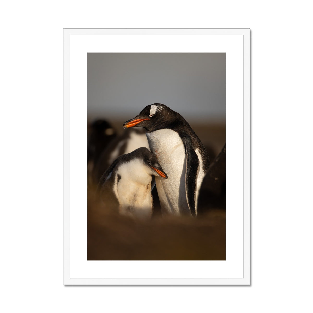 Cuddles in the colony Framed & Mounted Print