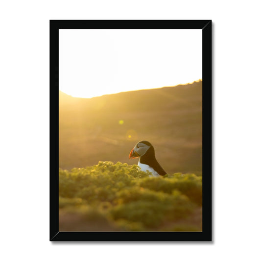 Golden Puffin Framed Print