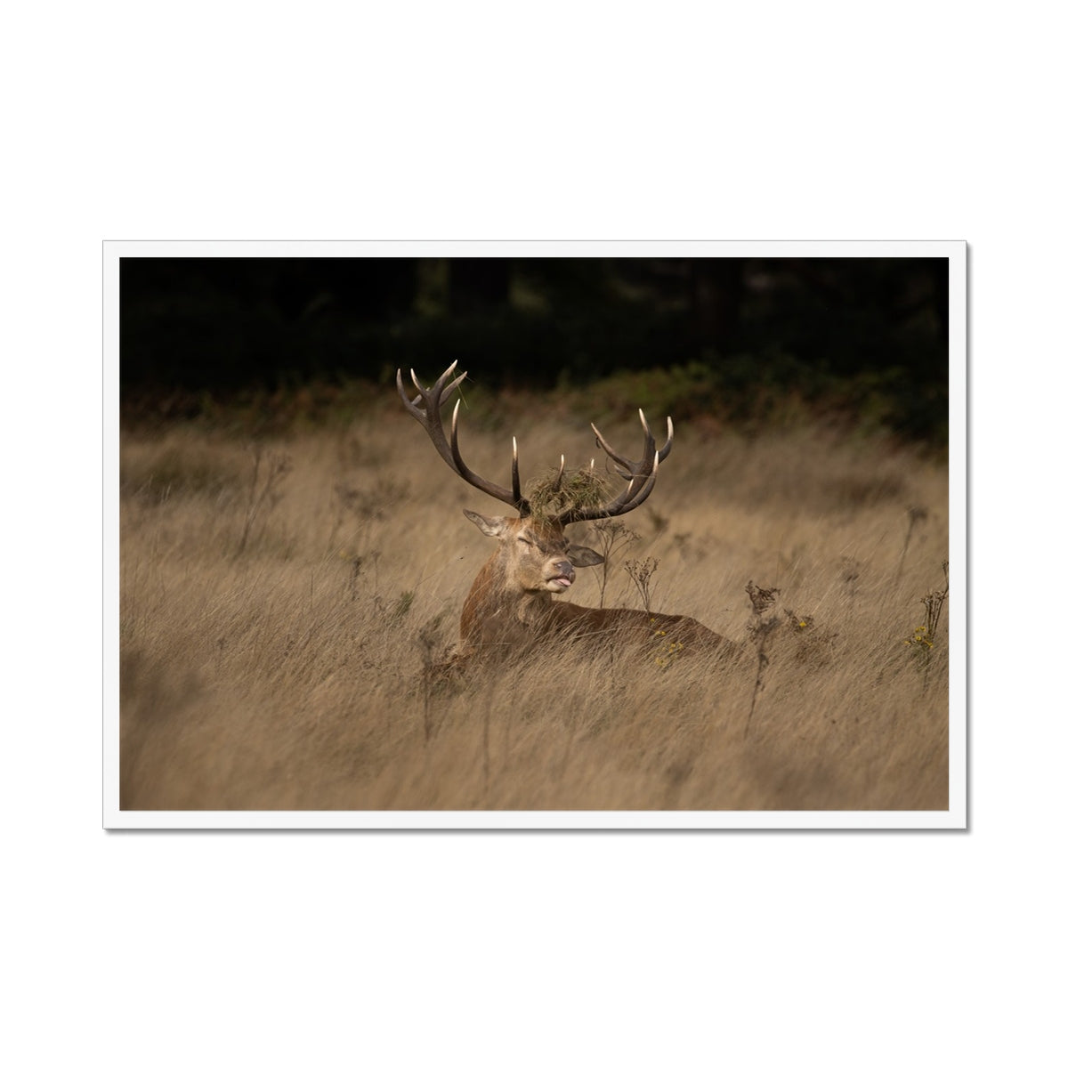 Deer Tongue Landscape Framed Print