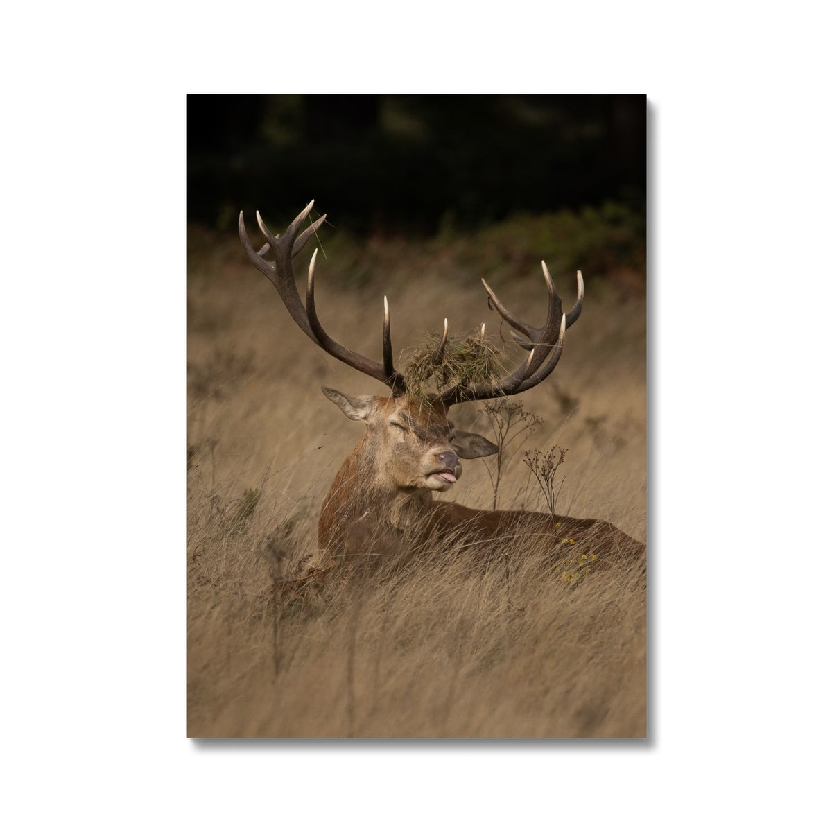 Deer Tongue Portrait Canvas