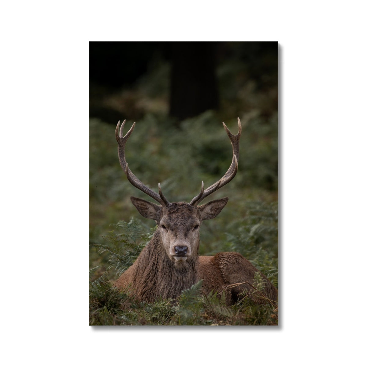 Deer Stag Watching Canvas