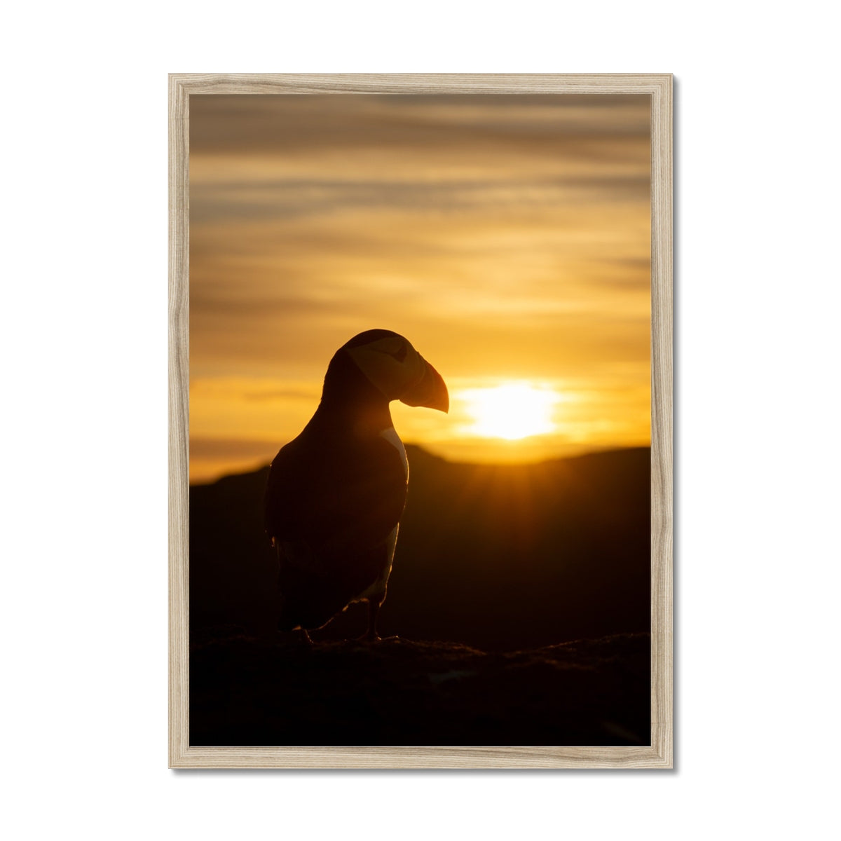 Puffin at sunset Framed Print