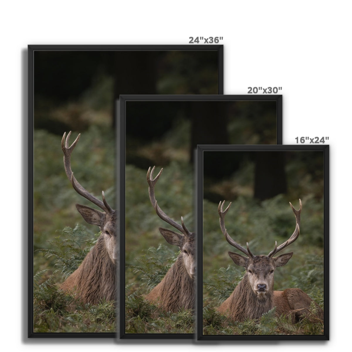 Deer Stag Watching Framed Canvas