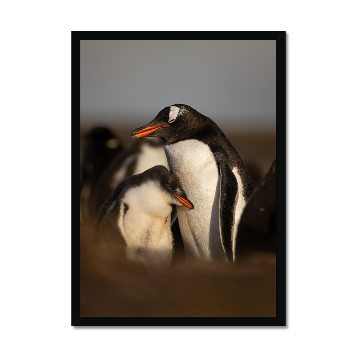 Cuddles in the colony Framed Print