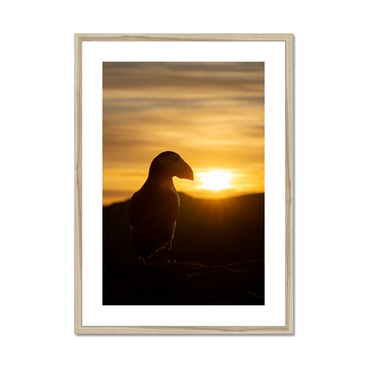 Puffin at sunset Framed & Mounted Print