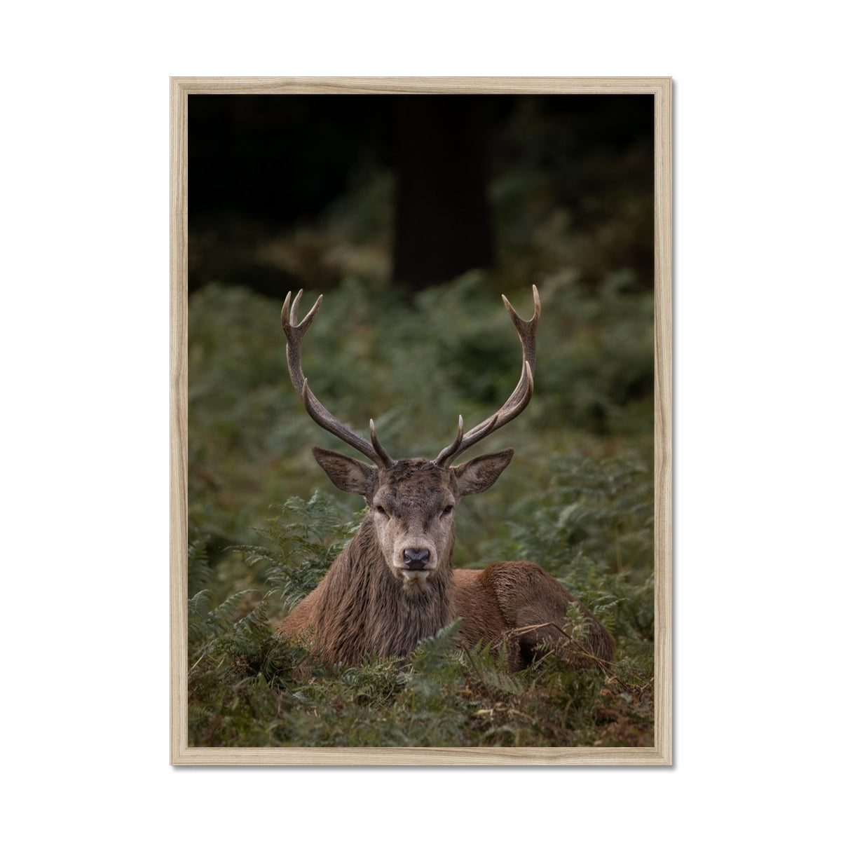 Deer Stag Watching Framed Print