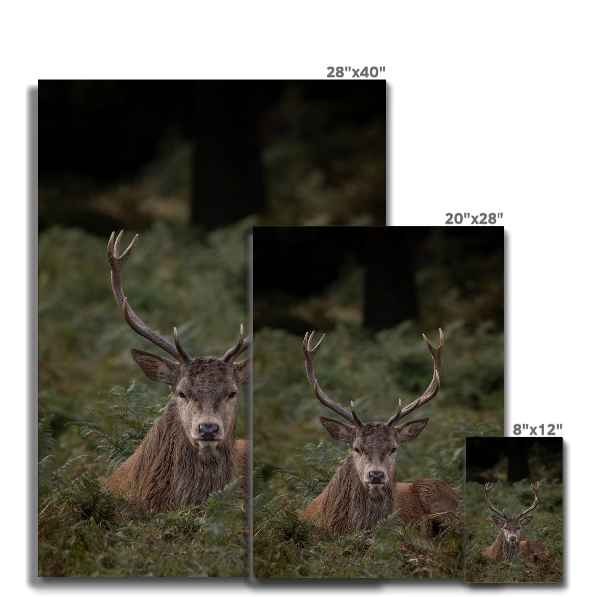 Deer Stag Watching Canvas