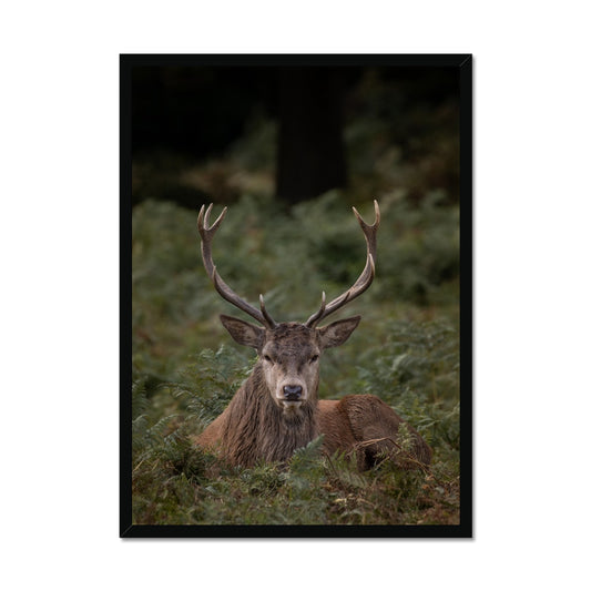 Deer Stag Watching Framed Print