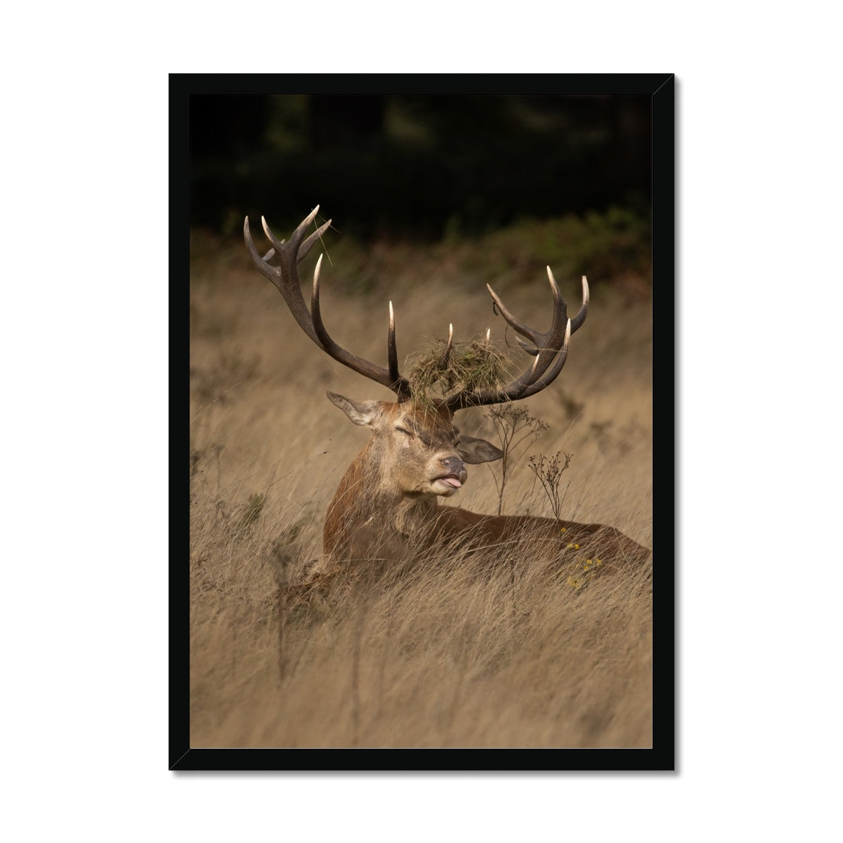 Deer Tongue Portrait Framed Print