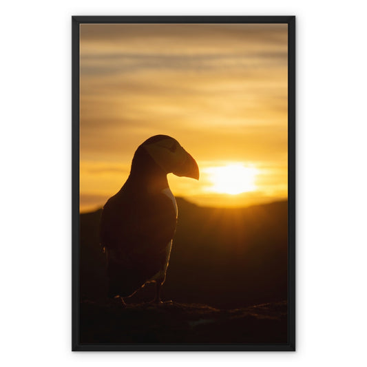 Puffin at sunset Framed Canvas