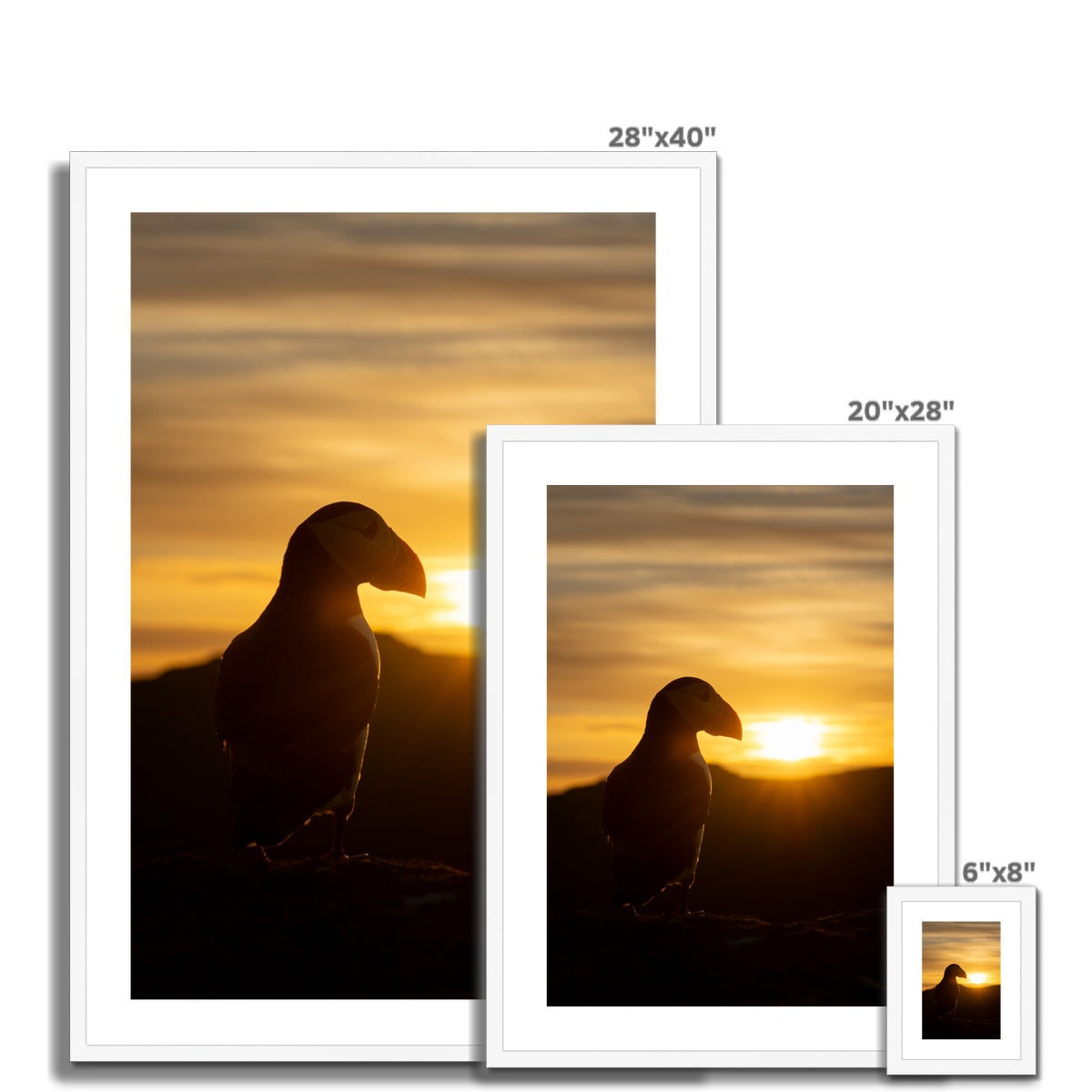 Puffin at sunset Framed & Mounted Print