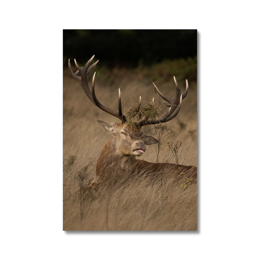 Deer Tongue Portrait Canvas