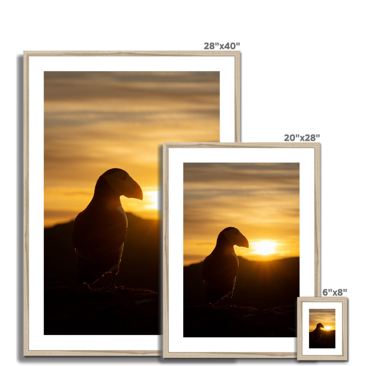 Puffin at sunset Framed & Mounted Print