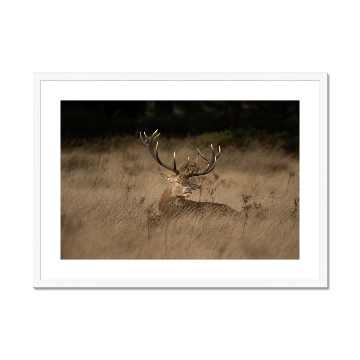 Deer Tongue Landscape Framed & Mounted Print