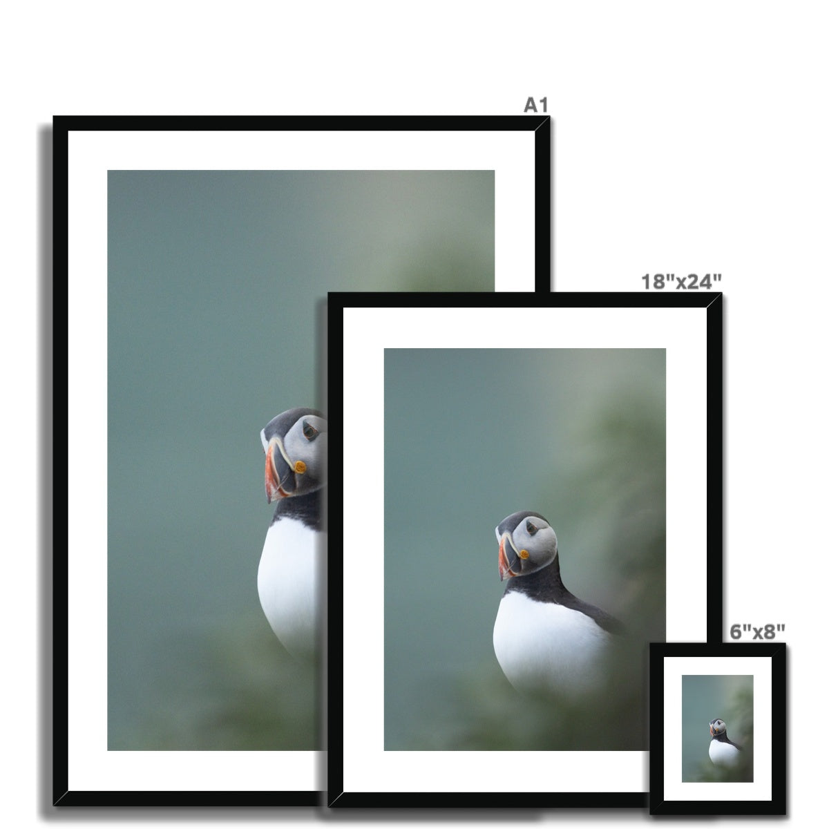 Puffin Framed & Mounted Print