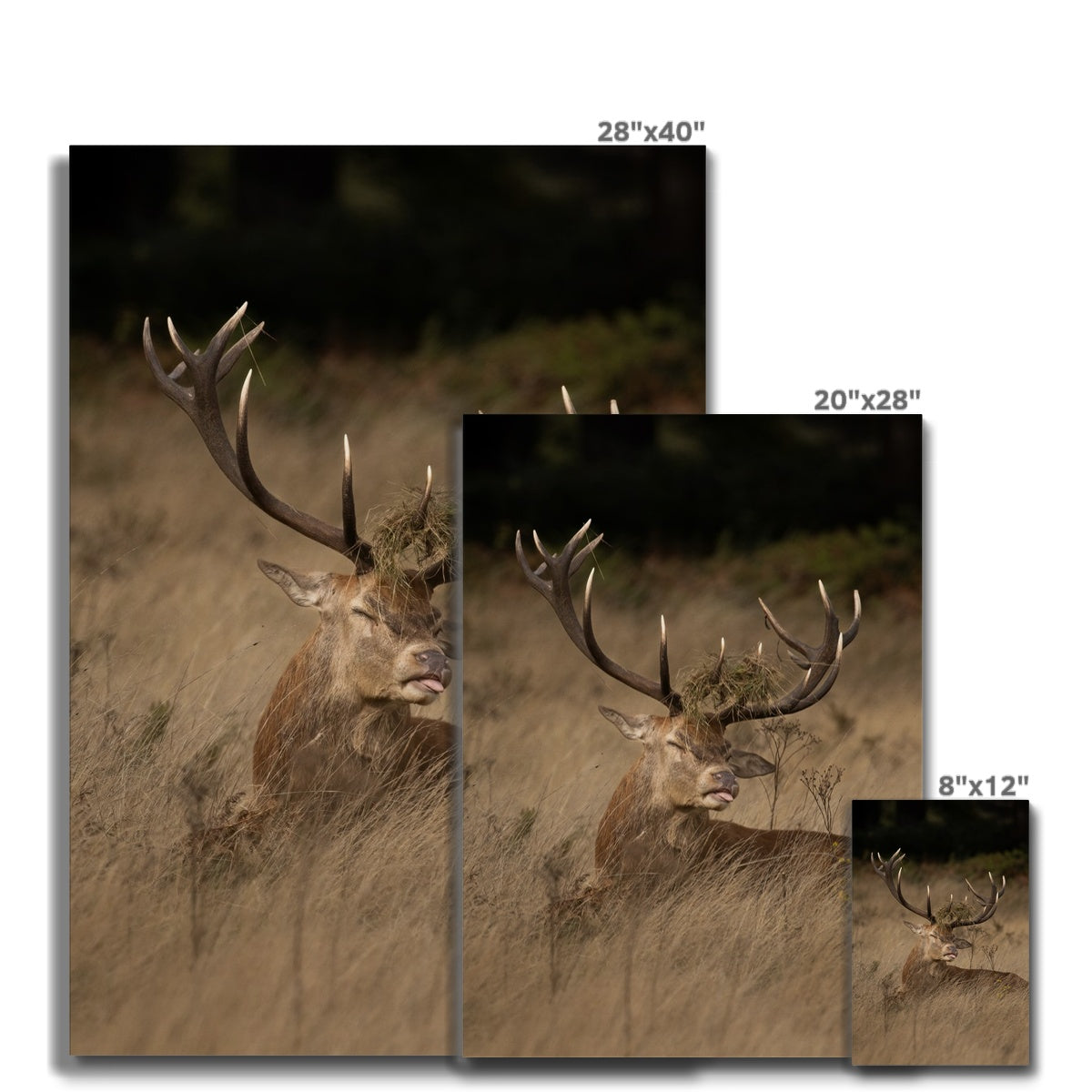 Deer Tongue Portrait Canvas