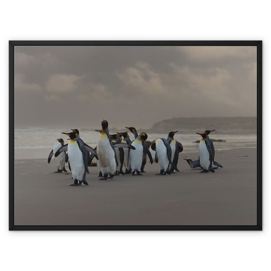 Kings on the beach  Framed Canvas