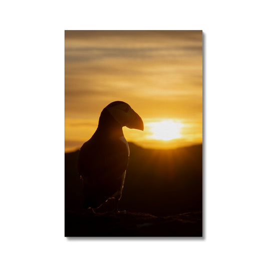 Puffin at sunset Canvas