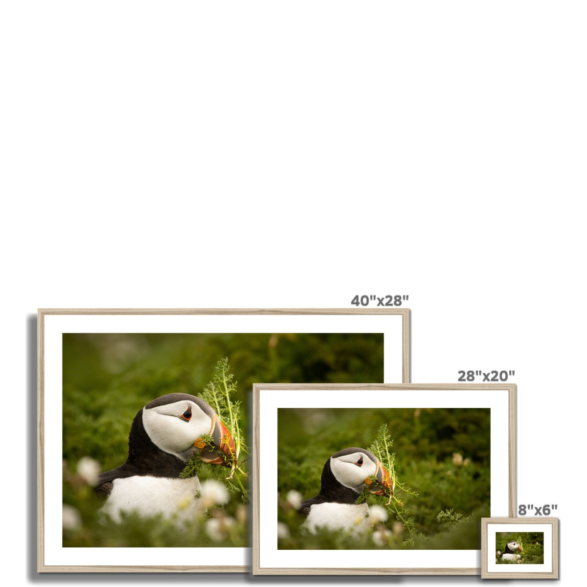 Puffin in foliage Framed & Mounted Print