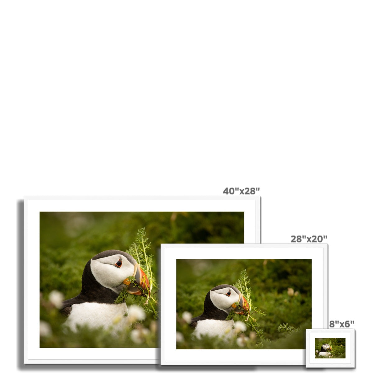 Puffin in foliage Framed & Mounted Print