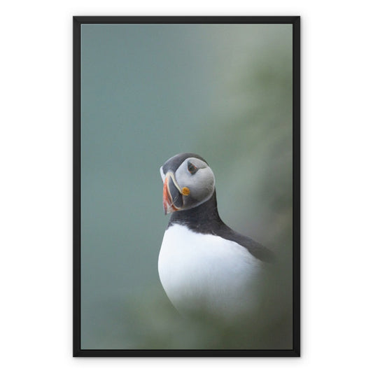 Puffin Framed Canvas