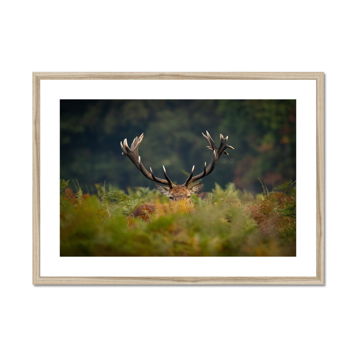 Red Deer peeking Framed & Mounted Print