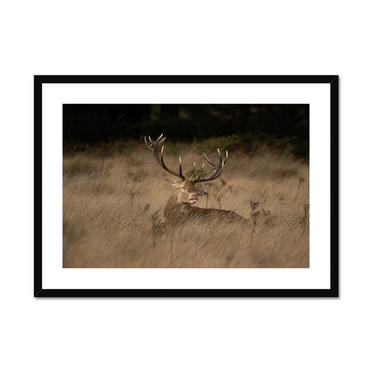 Deer Tongue Landscape Framed & Mounted Print