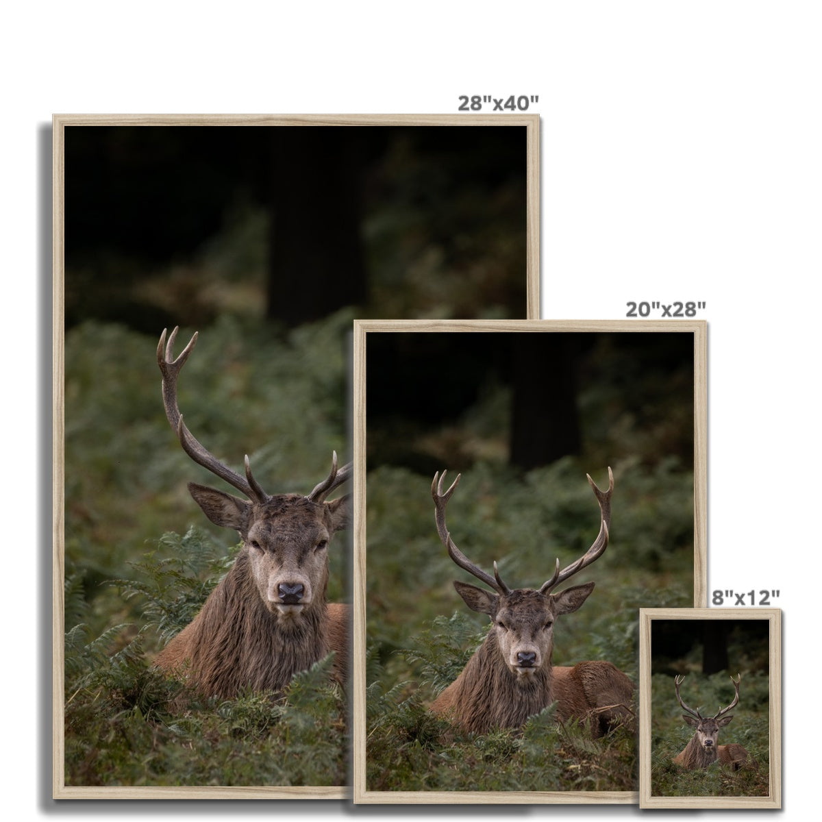 Deer Stag Watching Framed Print