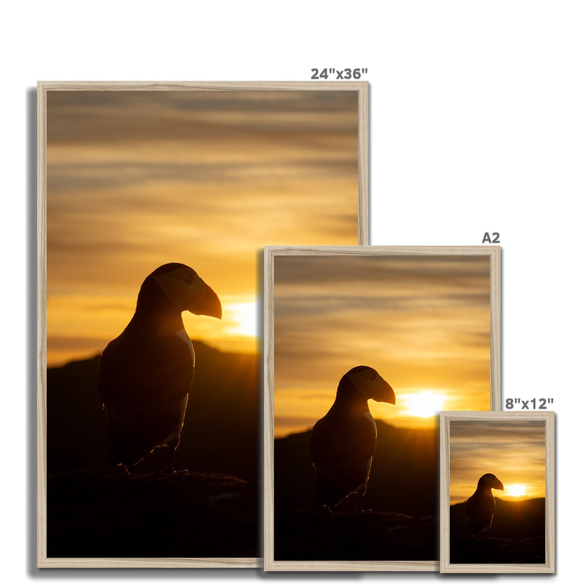 Puffin at sunset Framed Print