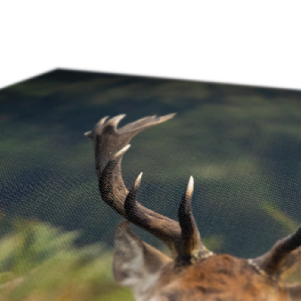 Red Deer peeking Canvas