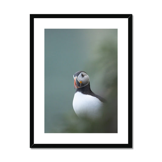 Puffin Framed & Mounted Print