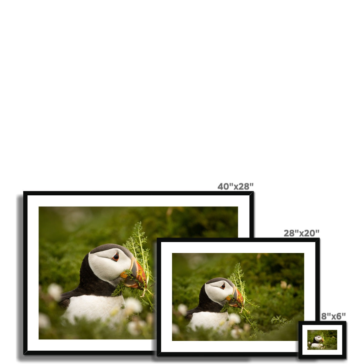 Puffin in foliage Framed & Mounted Print