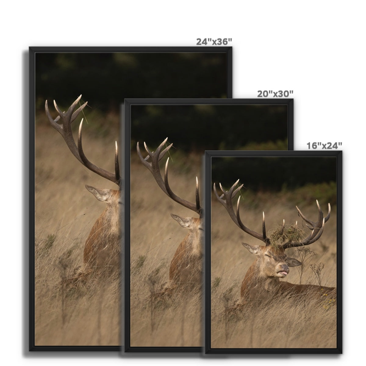 Deer Tongue Portrait Framed Canvas