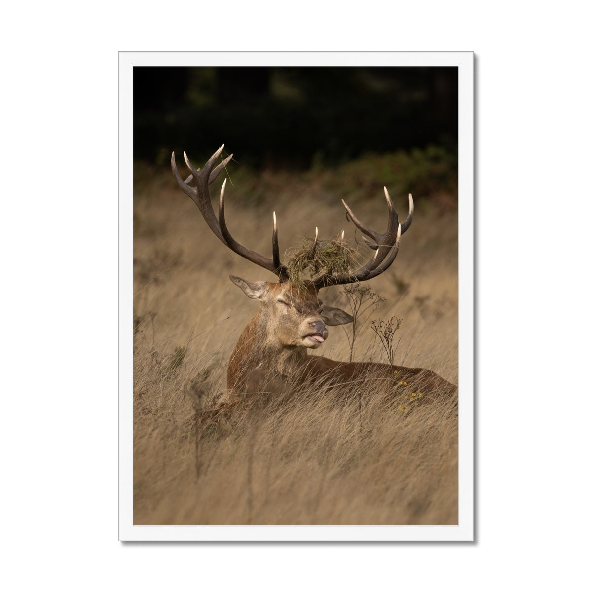 Deer Tongue Portrait Framed Print