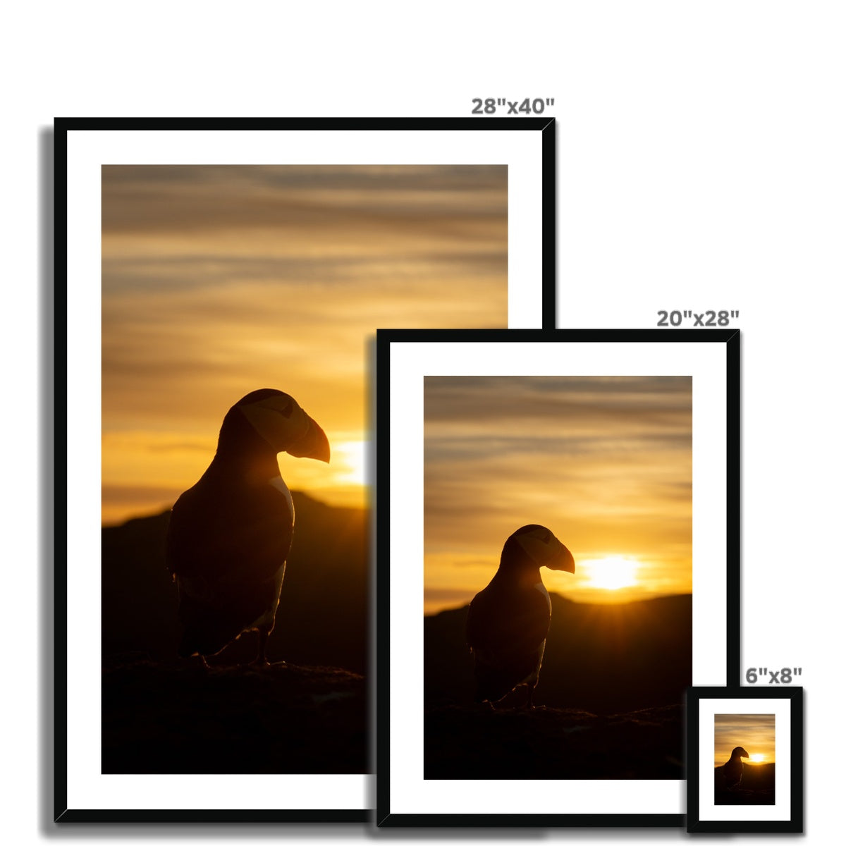 Puffin at sunset Framed & Mounted Print