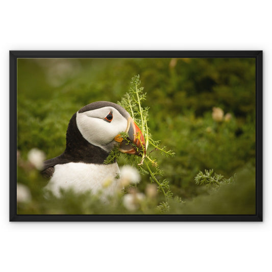 Puffin in foliage Framed Canvas