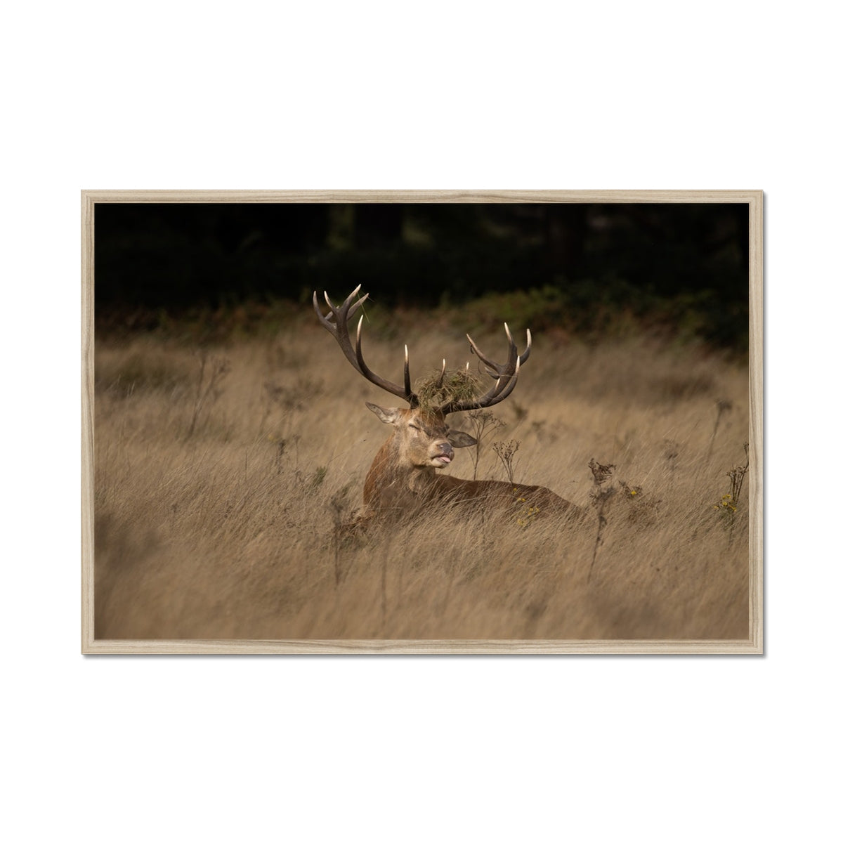 Deer Tongue Landscape Framed Print