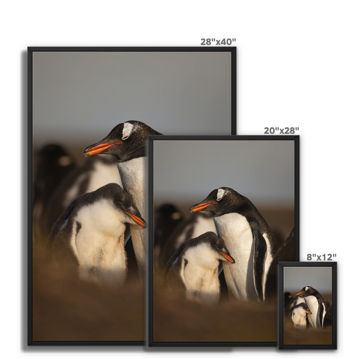 Cuddles in the colony Framed Canvas