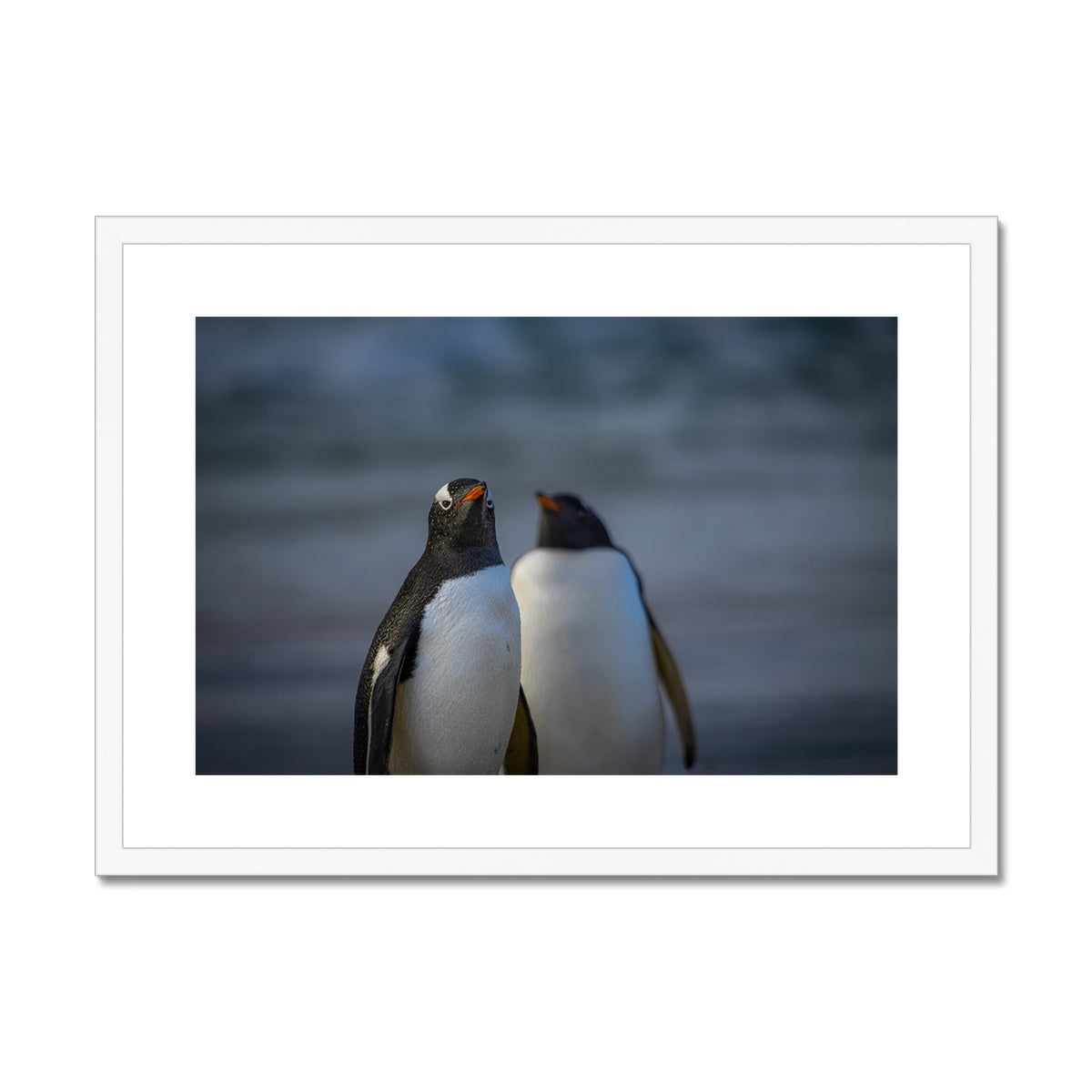 Gentoo Penguins Framed & Mounted Print