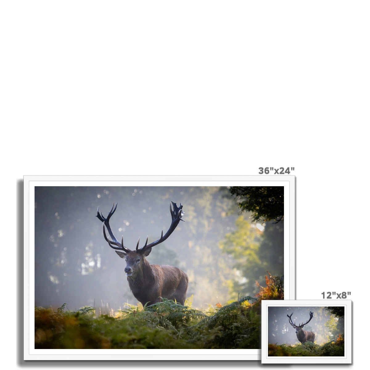 Red Deer Stag Framed Print