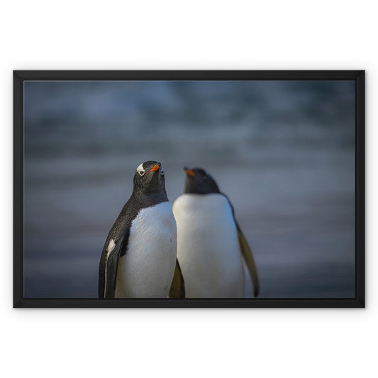 Gentoo Penguins Framed Canvas